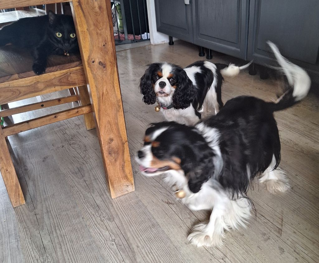 Of The Dreams Bazaar - Petite précision, nos chiennes ne sont pas à vendre!!!